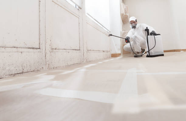 24/7 Emergency Black Mold Remediation experts in Jackson, MI