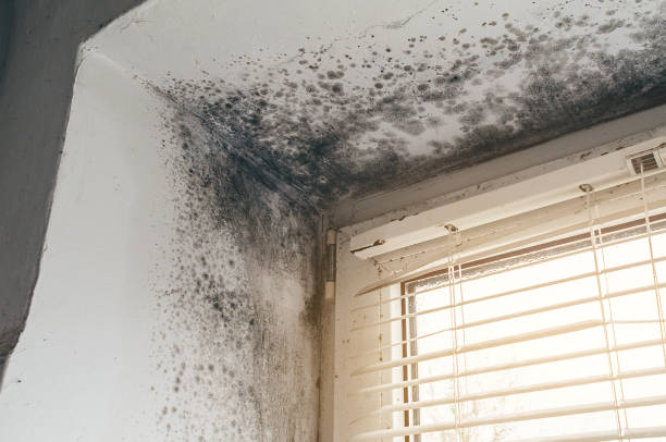 Affordable Black Mold Remediation solutions in Jackson, MI